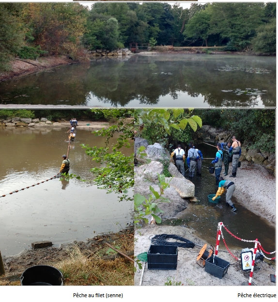 Avant des travaux sur le cours d'eau une pêche de sauvegarde à St Yzan de SOUDIAC
